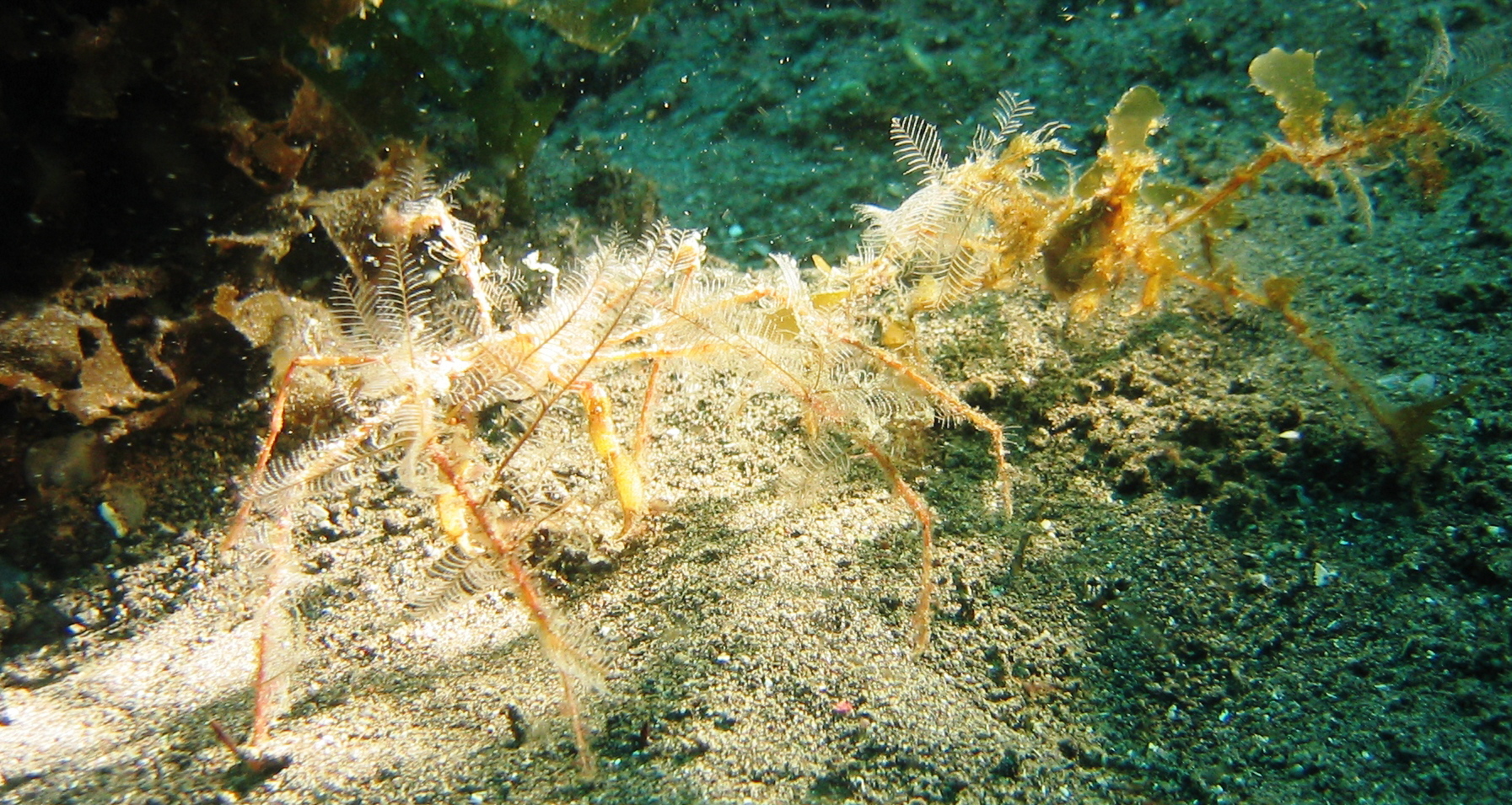 Seespinnen bloggen ;o)