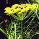 Fenchel