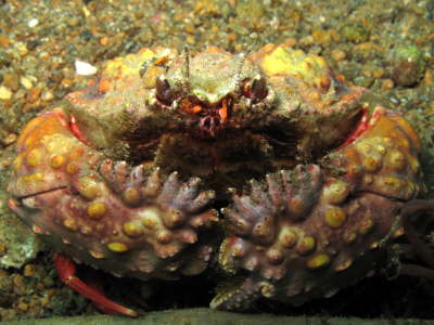 Crab