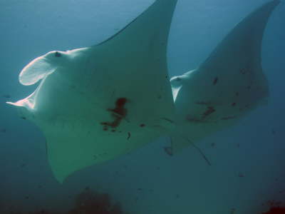 Manta