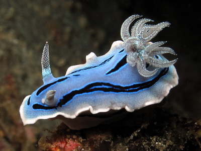 Nudi