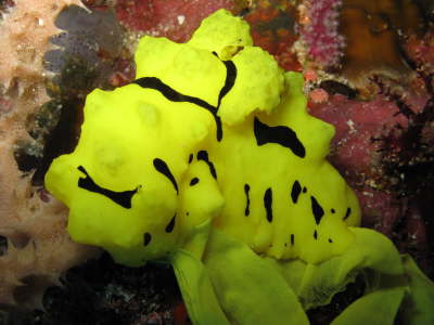 Nudi