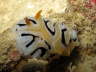 Nudi