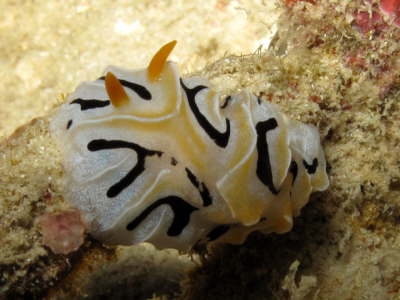 Nudi