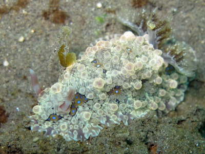 Nudi