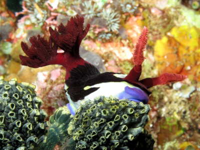 Nudi