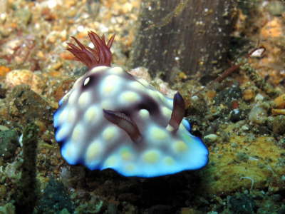 Nudi