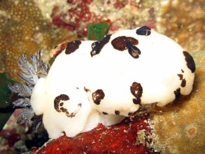 Nudi