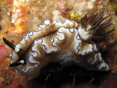 Nudi