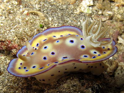 Nudi