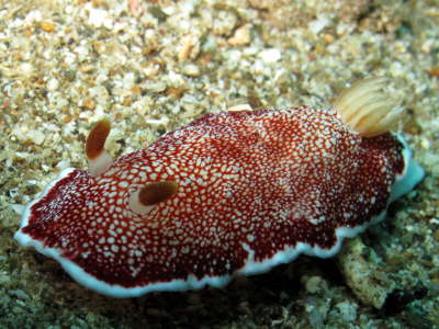 Nudi