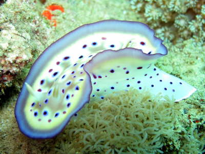 Nudi