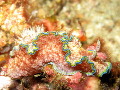 Nudi
