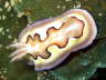 Nudi
