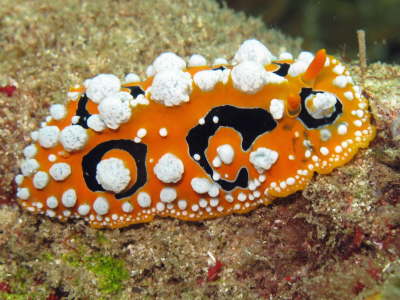 Nudi