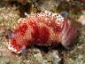 Nudi