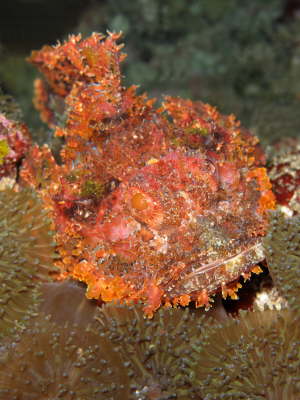 Scorpionfisch