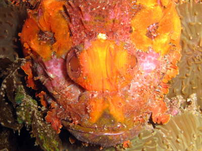 Scorpionfisch