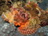 Scorpionfisch