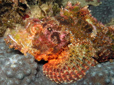 Scorpionfisch