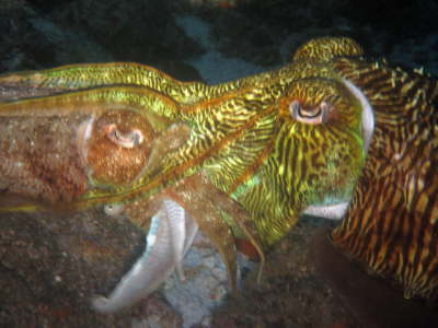 korpulierende Sepien